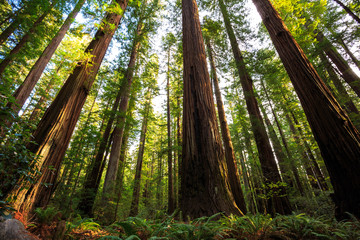 Fototapeta na wymiar Sunrise in the Redwoods, Redwoods National & State Parks California