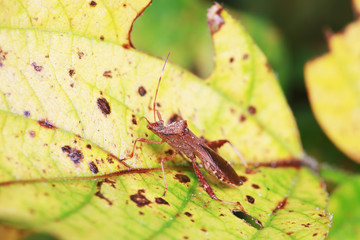 Stink bug on green leaves, North China