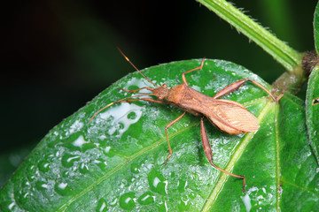 Stink bug on green leaves, North China