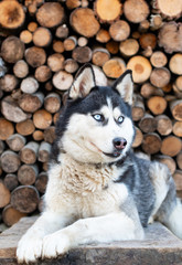siberian husky portrait