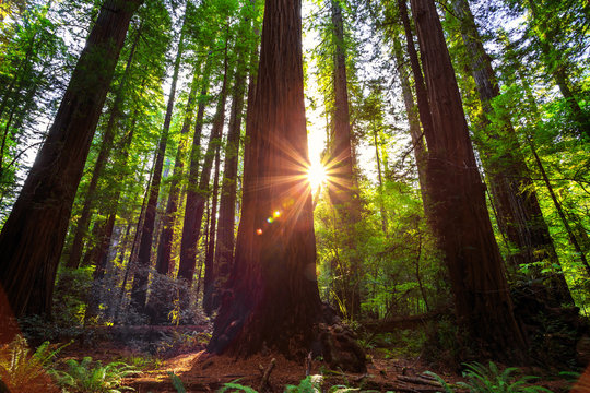 Sunrise in the Redwoods, Redwoods National & State Parks California © Stephen