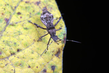 Stink bug on green leaves, North China