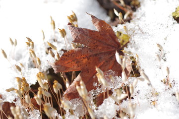 雪解け