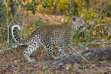 A leopard cub, Panthera pardus, walking through the bush.