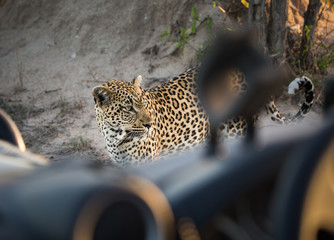 A female leopard, Panthera pardus, standing in front of a Land Rover.