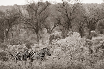 Fototapeta na wymiar A pair of plains zebras, Equus quagga, standing together in the bush with trees in the background.