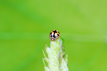 ladybugs in natural state, North China