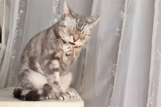 おもしろ顔猫アメリカンショートヘアー