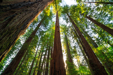 Under the Redwood Trees, Redwoods National & State Parks California