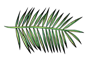 Fototapeta premium beautiful palm branch isolated on white. hand drawn tropical plant leaf.