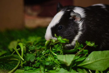 my black and white baby guinea pig eating a green grass  