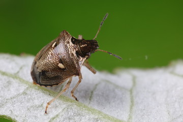 Stink bug on green leaves, North China