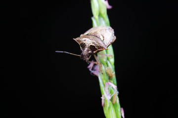 Stink bug on green leaves, North China