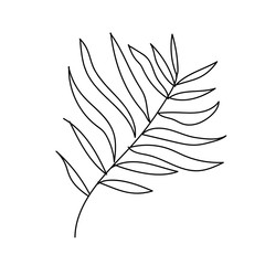 Fototapeta na wymiar The vector leaf of the palm hand drawn. Tropical and botanical illustration black line art on a white isolated background. Design for web,social networks,textiles,stickers, cards, packaging,wallpaper.