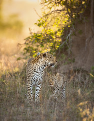 A female leopard, Panthera pardus, and her cub in grass in evening light.