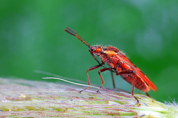 Stink bug on green leaves, North China