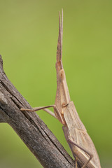 Green grasshopper Acrida ungarica in Krk, Baska, Croatia