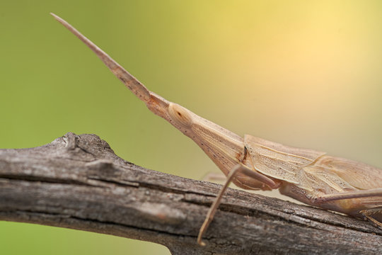 Green grasshopper Acrida ungarica in Krk, Baska, Croatia