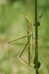 Green grasshopper Acrida ungarica in Krk, Baska, Croatia