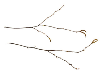 Set of dry twigs