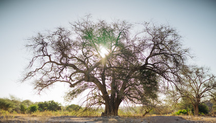 Dessert Tree Riverbed Namibia