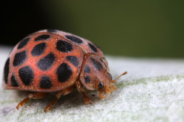 ladybugs on green leaves, North China