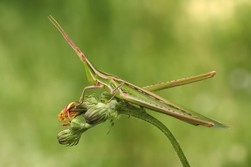 Green grasshopper Acrida ungarica in Krk, Baska, Croatia