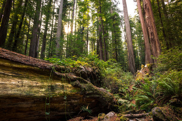 Views in the Redwood Forest, Redwoods National & State Parks California