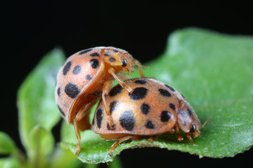 ladybugs mating on green leaves, North China
