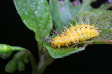 ladybugs larva on green leaves, North China