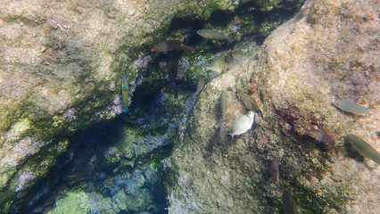 Greece Crete island South Crete Orthi Ammos beach