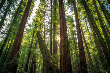 Views in the Redwood Forest, Redwoods National & State Parks California