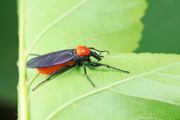 mosquitoes insect on green leaves, North China