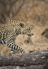 A leopard, Panthera pardus, walking along a log on the ground.