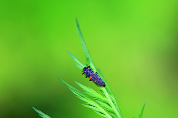 Ladybug larvae in natural state， north China