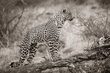 A leopard, Panthera pardus, standing on a downed tree.
