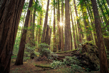 Fototapeta premium Wschód słońca w Redwoods, Redwoods National & State Parks w Kalifornii