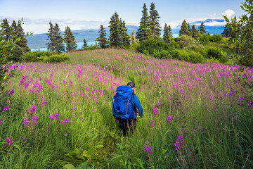 A backpacker descends a a remote Alaskan mountain slope covered in blooming fireweed flowers with a large lake and mountain range in the distance.