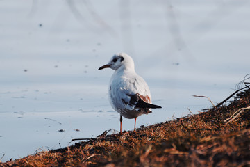 seagull on the lake
