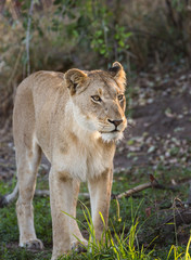 Portrait of a female lion, Panthera leo, standing in the grass.