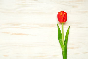Red spring tulip on wooden table. Top view with copy space. Close up.