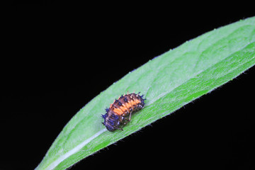 Naklejka premium Ladybug larvae in natural state， north China