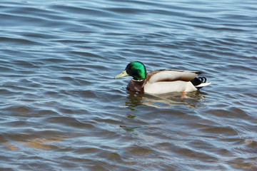 Duck swimming in the river, Kama River, Perm city, Russia