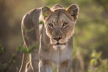 Portrait of a female lion, Panthera leo, backlit and walking through the bush.