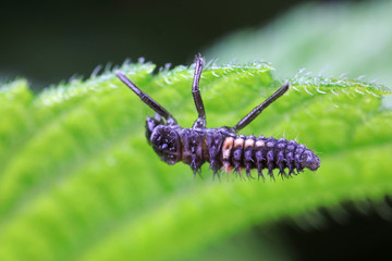 Ladybug larvae in natural state， north China