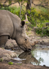 A white rhinocerous, Ceratotherium simum, drinking at a water hole.