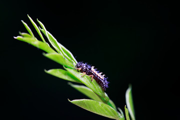 Ladybug larvae in natural state， north China