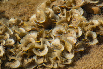 Overgrown beige and milk corals in the black sea in shallow water. Clean water and dirty fleecy growths in the form of curls and plates like crunchy ears