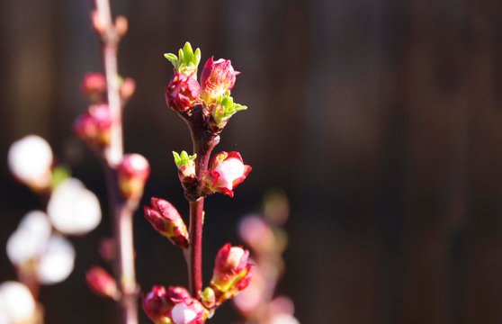 Spring. The buds of the peach tree.