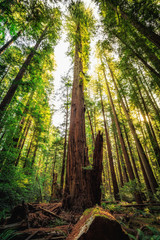 Fototapeta na wymiar Under the Redwood Trees, Redwoods National & State Parks California